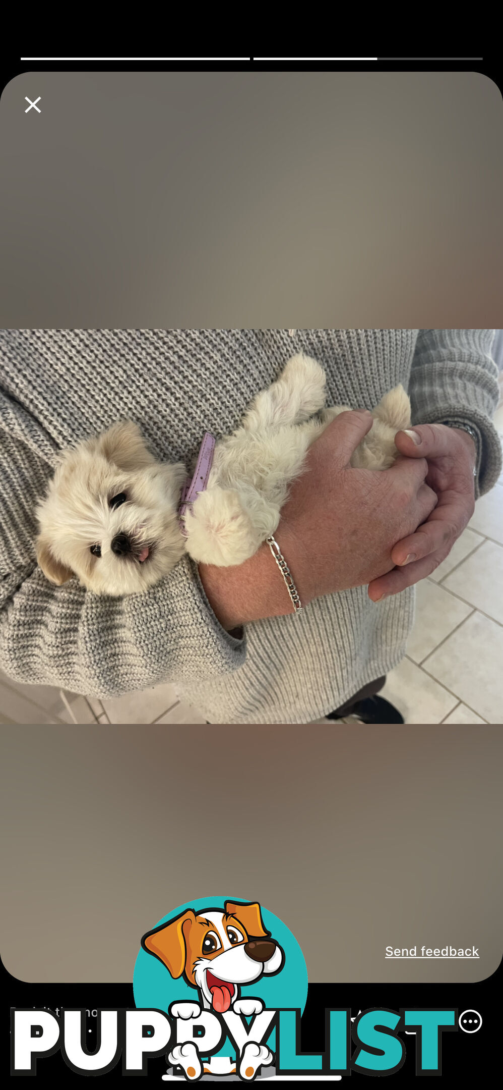 Maltese x Lhasa Apso