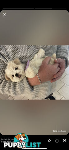 Maltese x Lhasa Apso