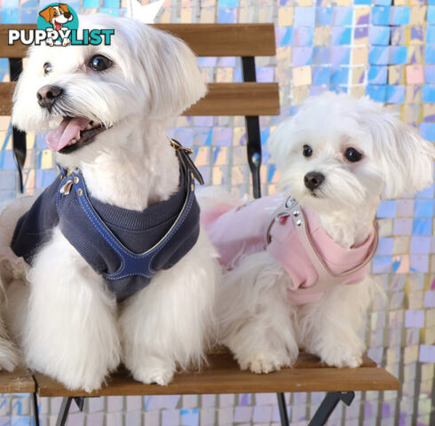 Maltese x Lhasa Apso