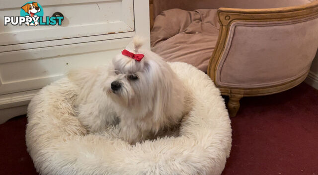 Maltese x Lhasa Apso