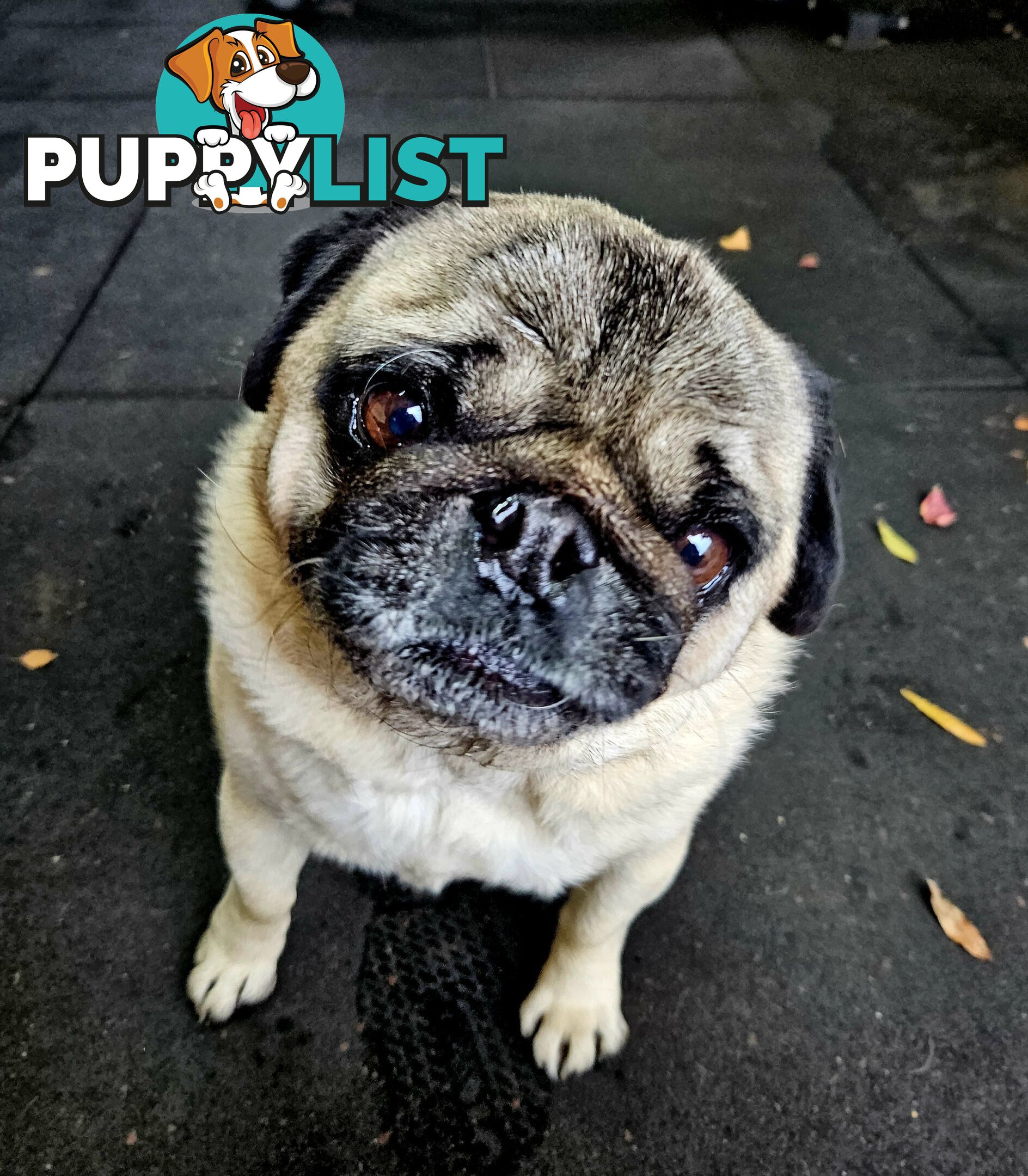 Free to Good Home - 7yo Pug