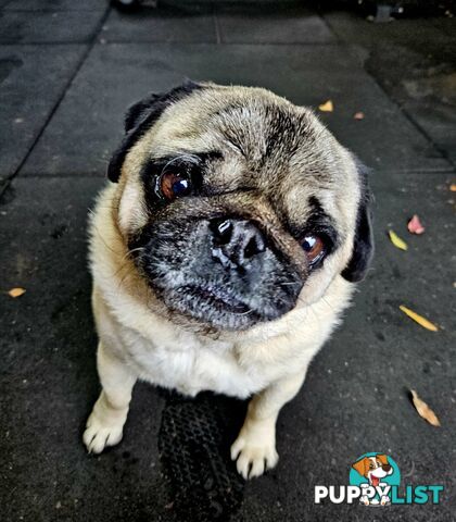 Free to Good Home - 7yo Pug