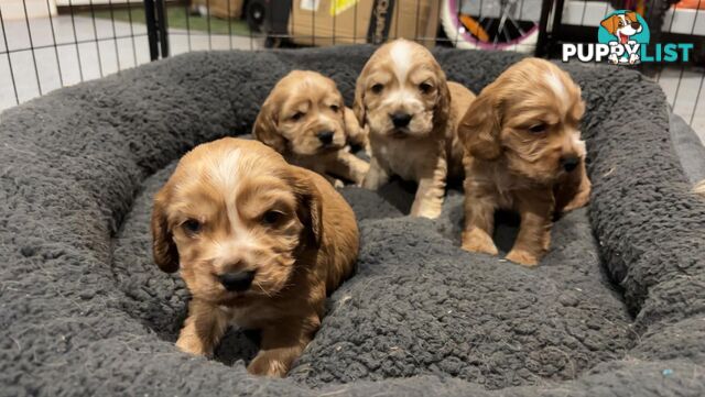 Purebred Cocker spaniel puppies for sale