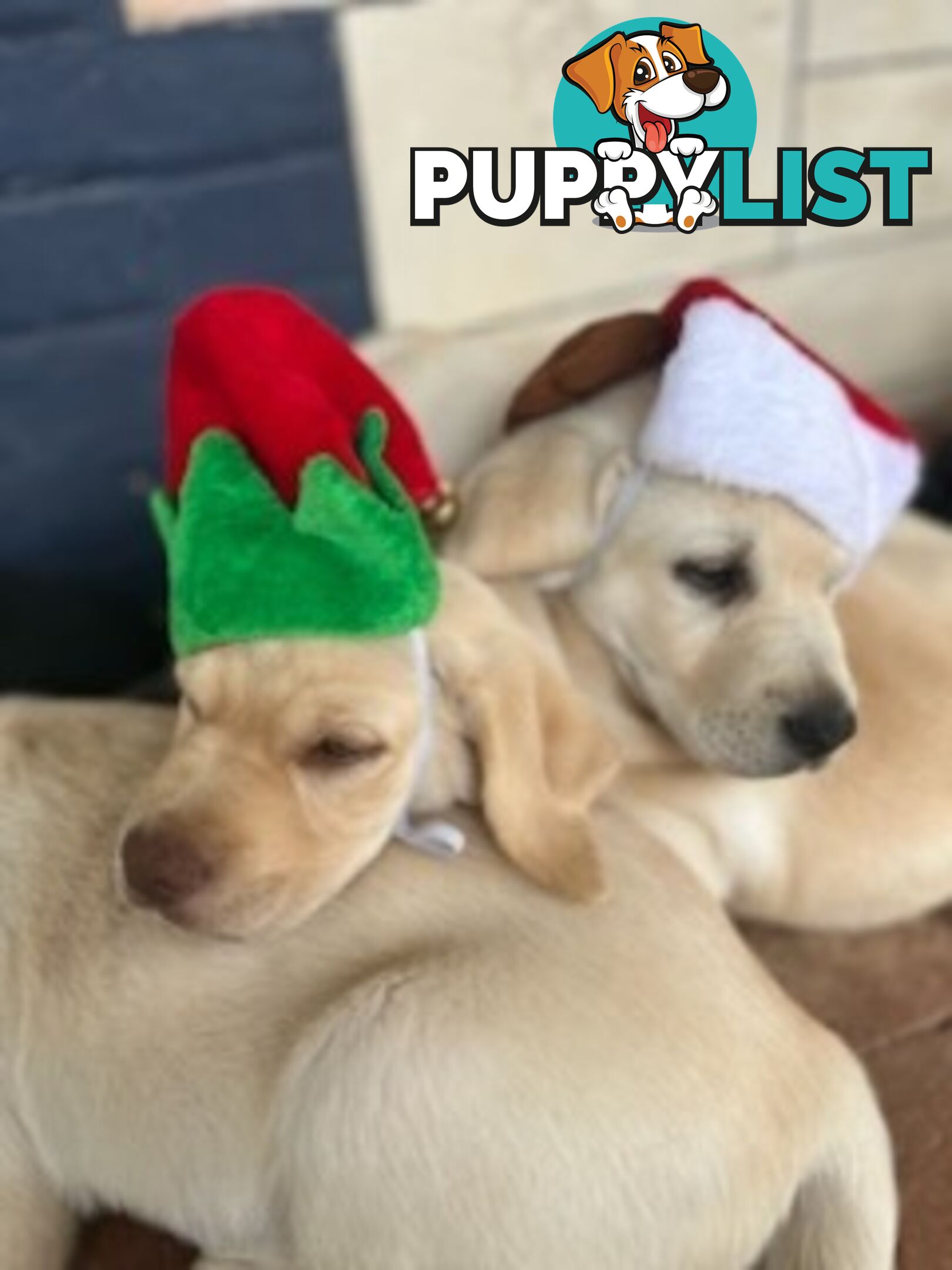 Labrador Retriever Puppies for sale