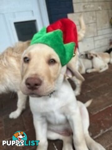 Labrador Retriever Puppies for sale