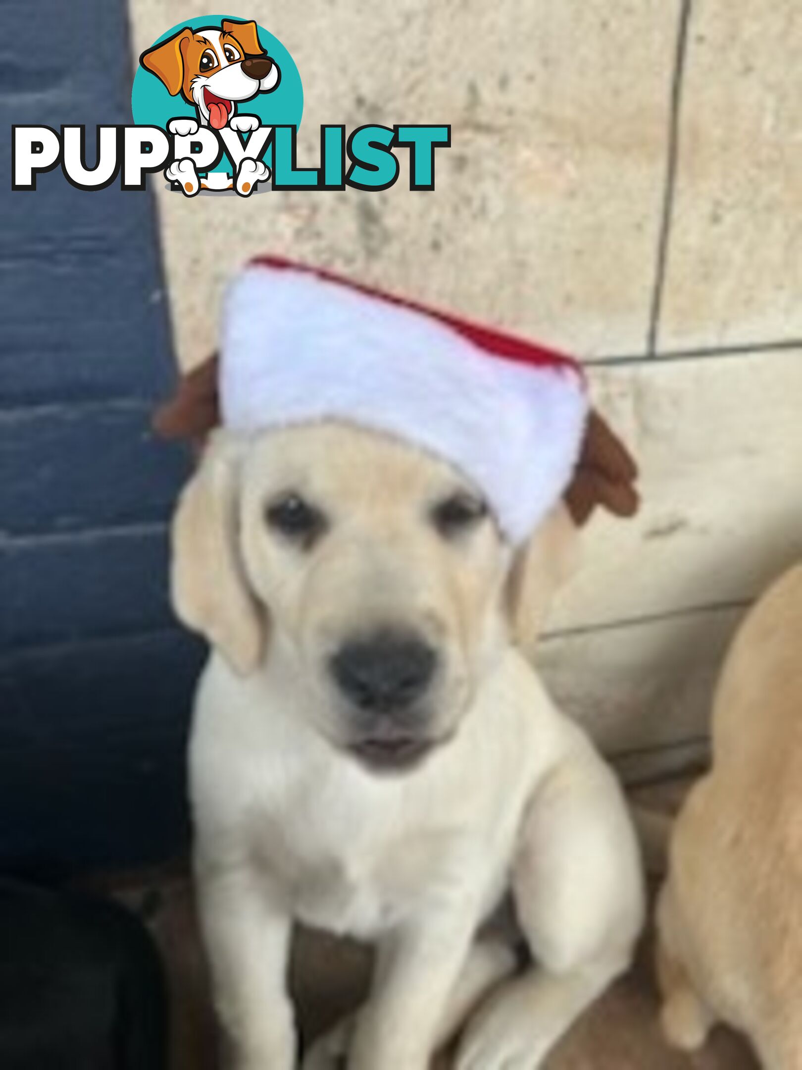 Labrador Retriever Puppies for sale