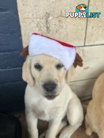 Labrador Retriever Puppies for sale