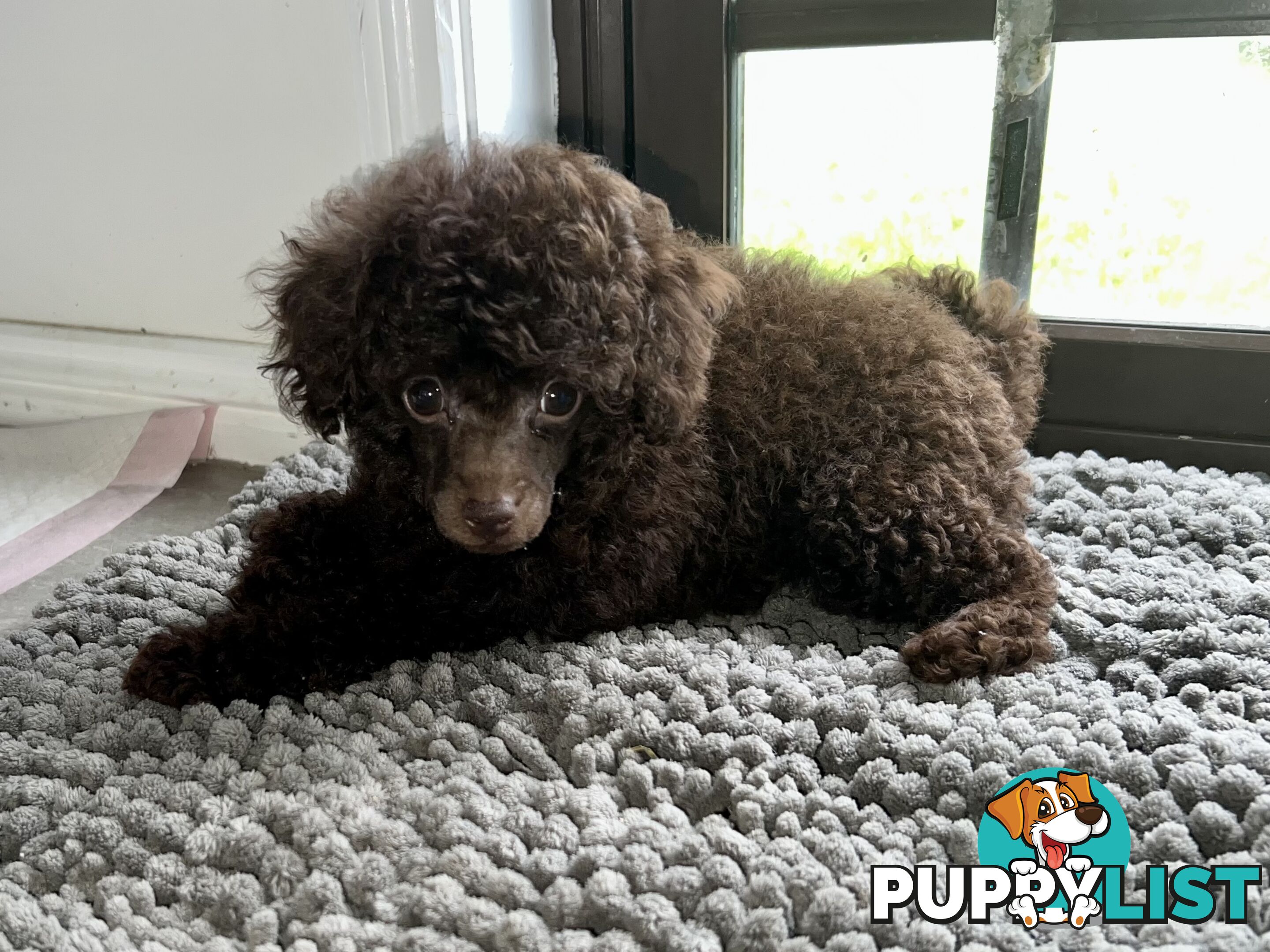 Tiny Toy Poodle Female Deep Chocolate