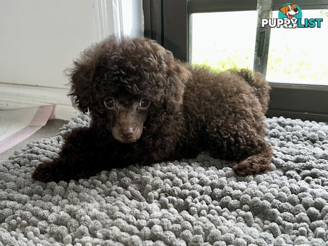Tiny Toy Poodle Female Deep Chocolate