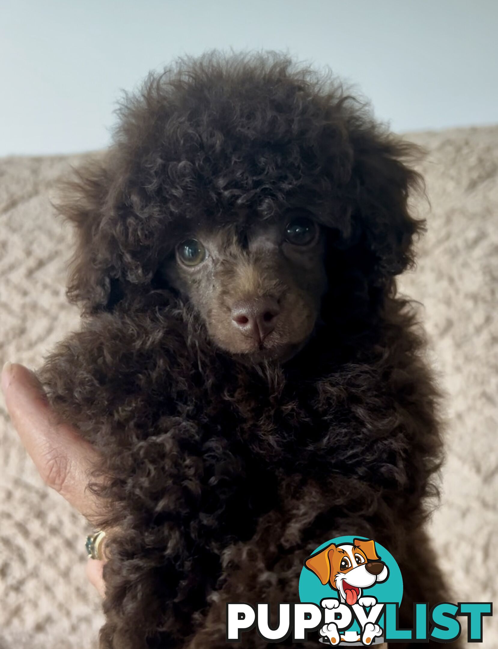 Tiny Toy Poodle Female Deep Chocolate