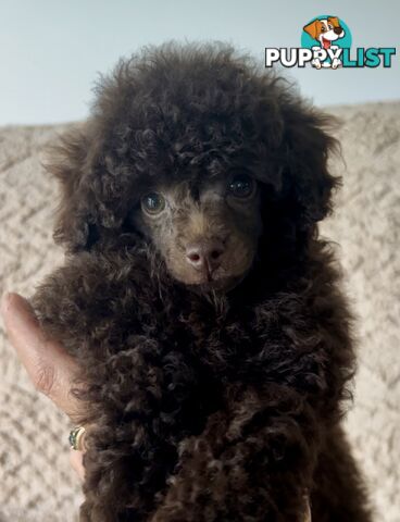 Tiny Toy Poodle Female Deep Chocolate