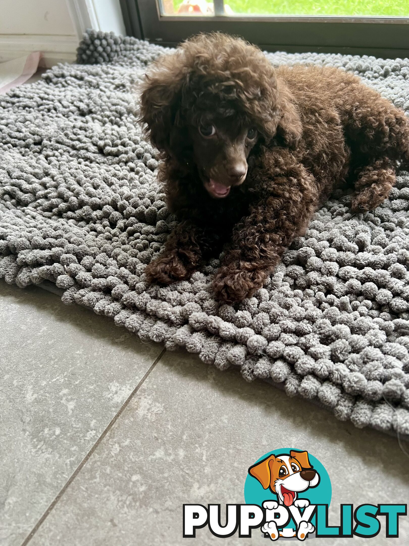 Tiny Toy Poodle Female Deep Chocolate