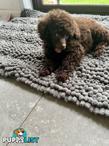 Tiny Toy Poodle Female Deep Chocolate