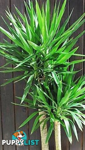 Yucca plant cuttings