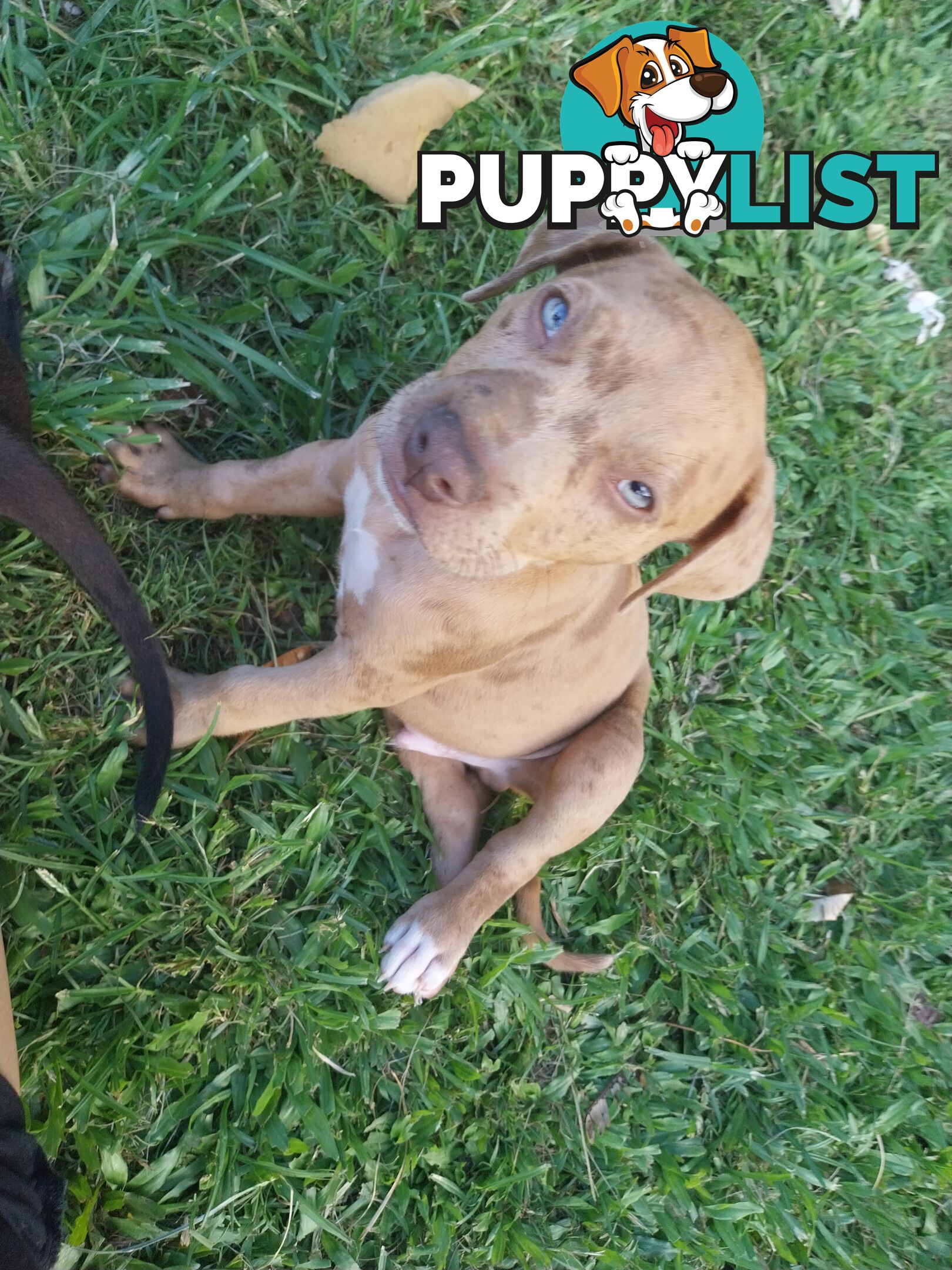 Gorgeous amstaff cross puppies