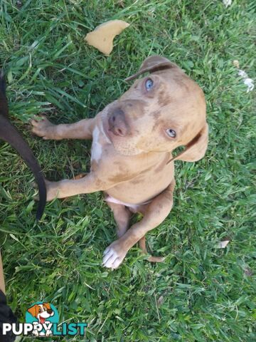 Gorgeous amstaff cross puppies