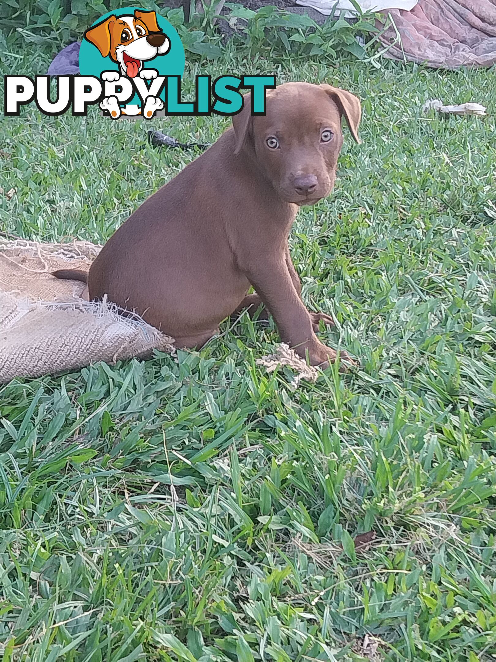 Gorgeous amstaff cross puppies