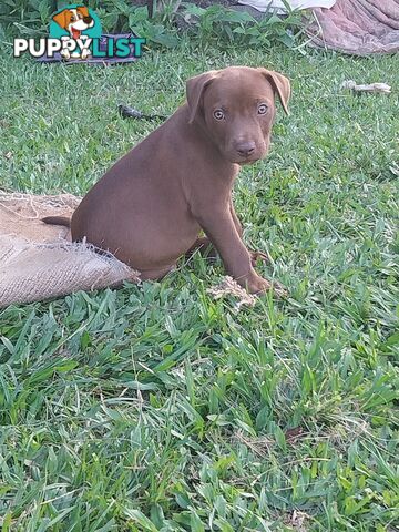 Gorgeous amstaff cross puppies