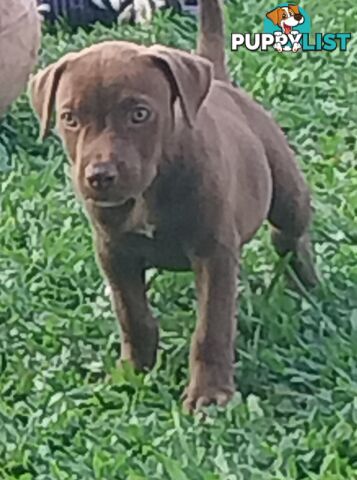 Gorgeous amstaff cross puppies