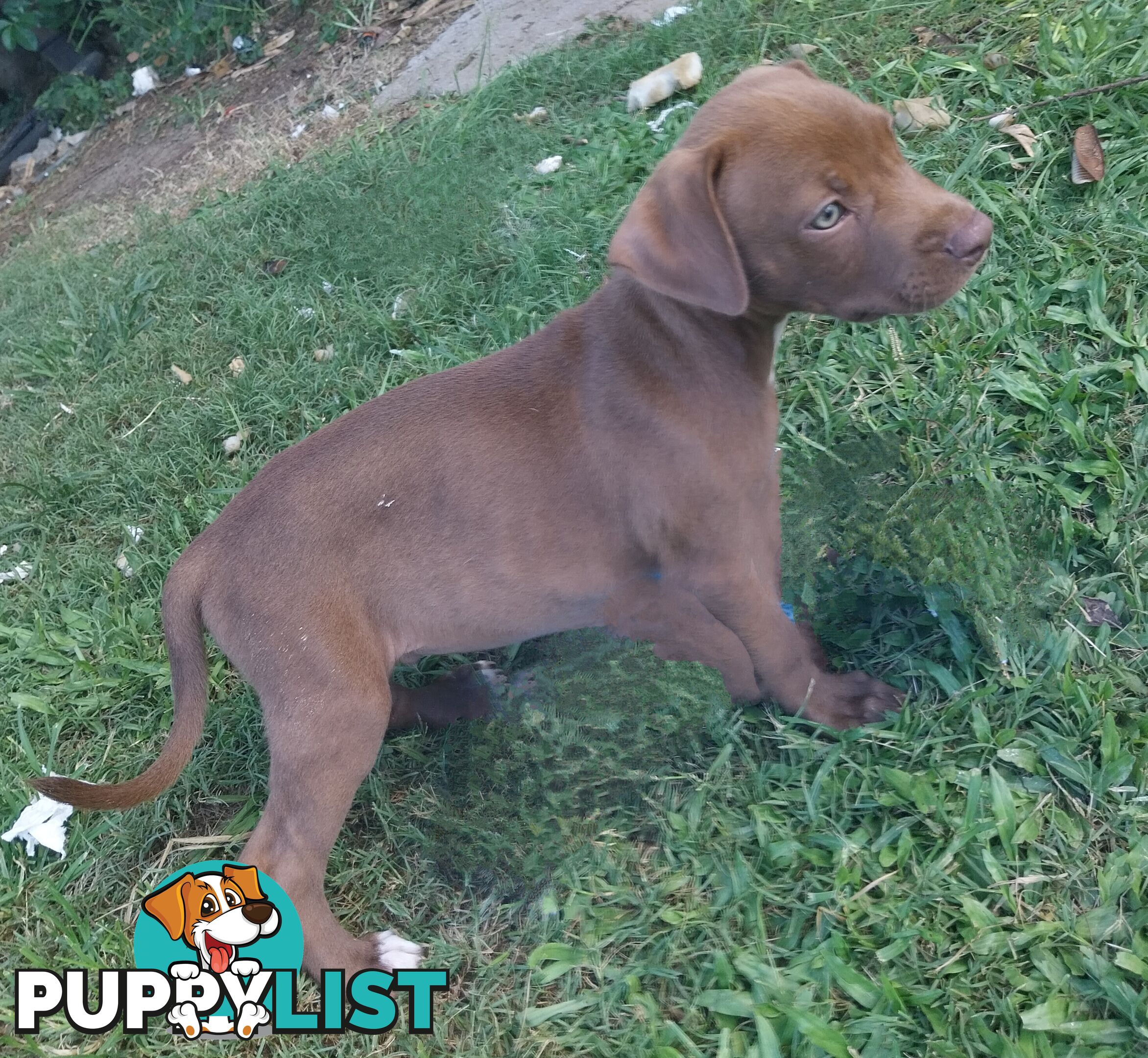 Gorgeous amstaff cross puppies