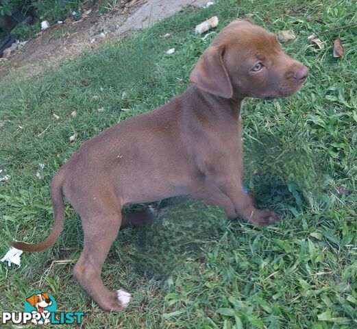 Gorgeous amstaff cross puppies