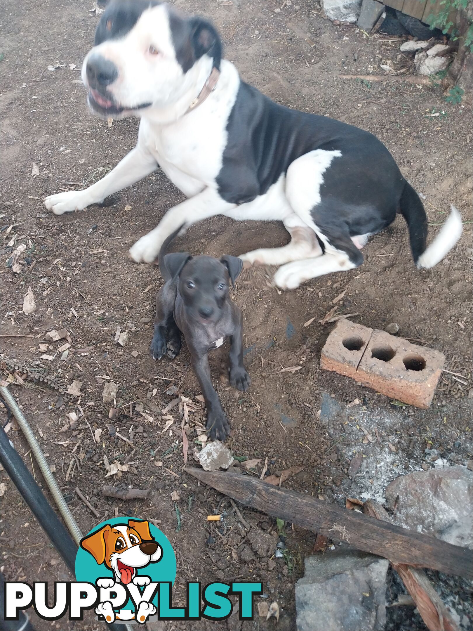 Gorgeous amstaff cross puppies