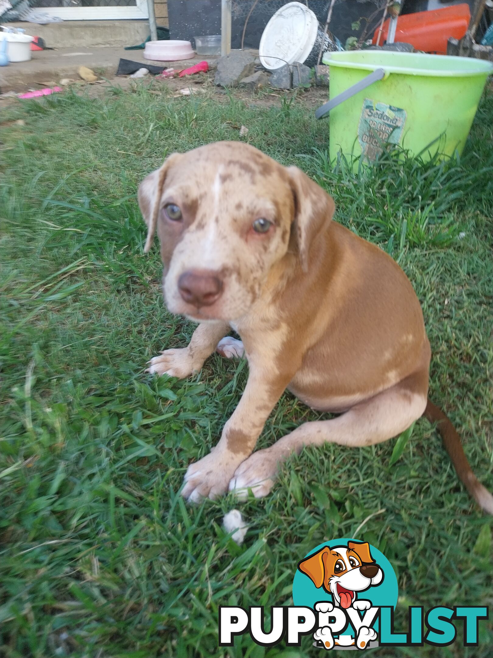 Gorgeous amstaff cross puppies