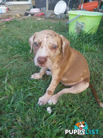 Gorgeous amstaff cross puppies