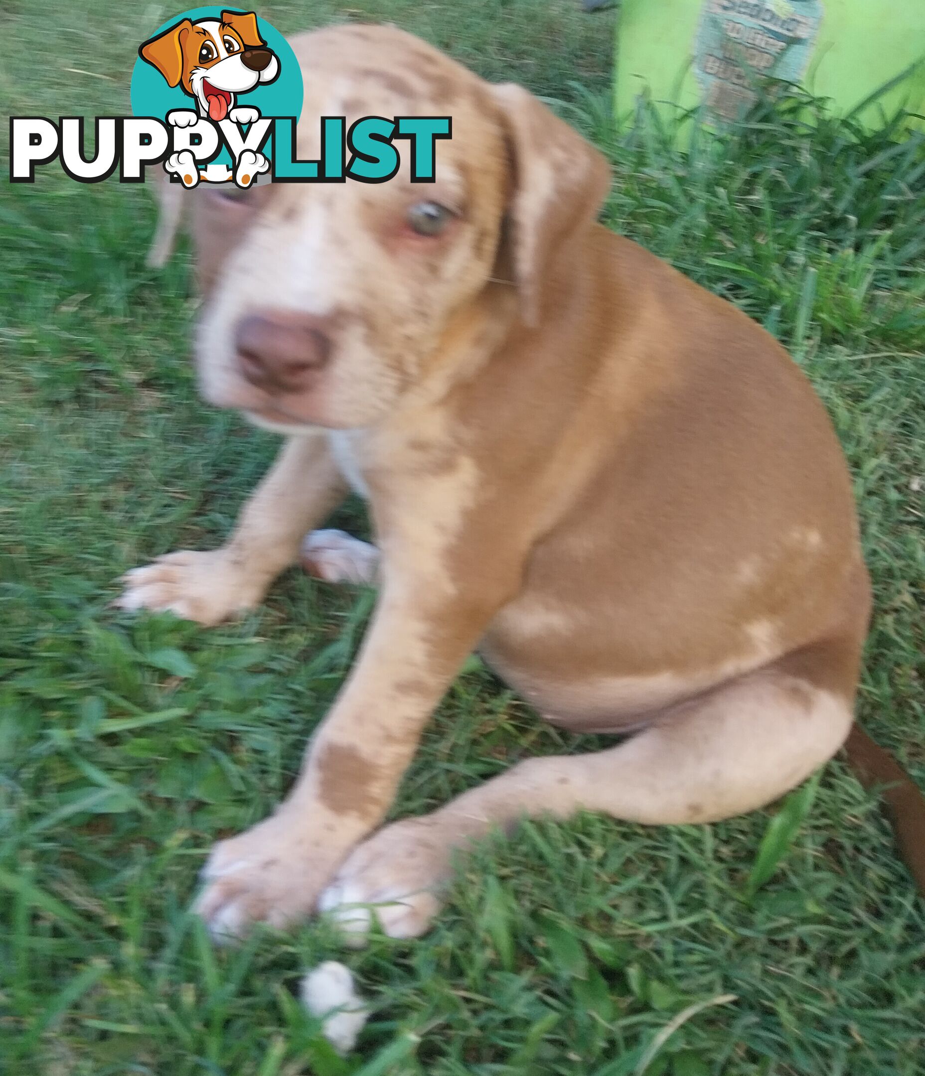 Gorgeous amstaff cross puppies