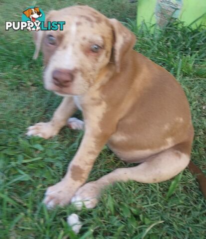 Gorgeous amstaff cross puppies