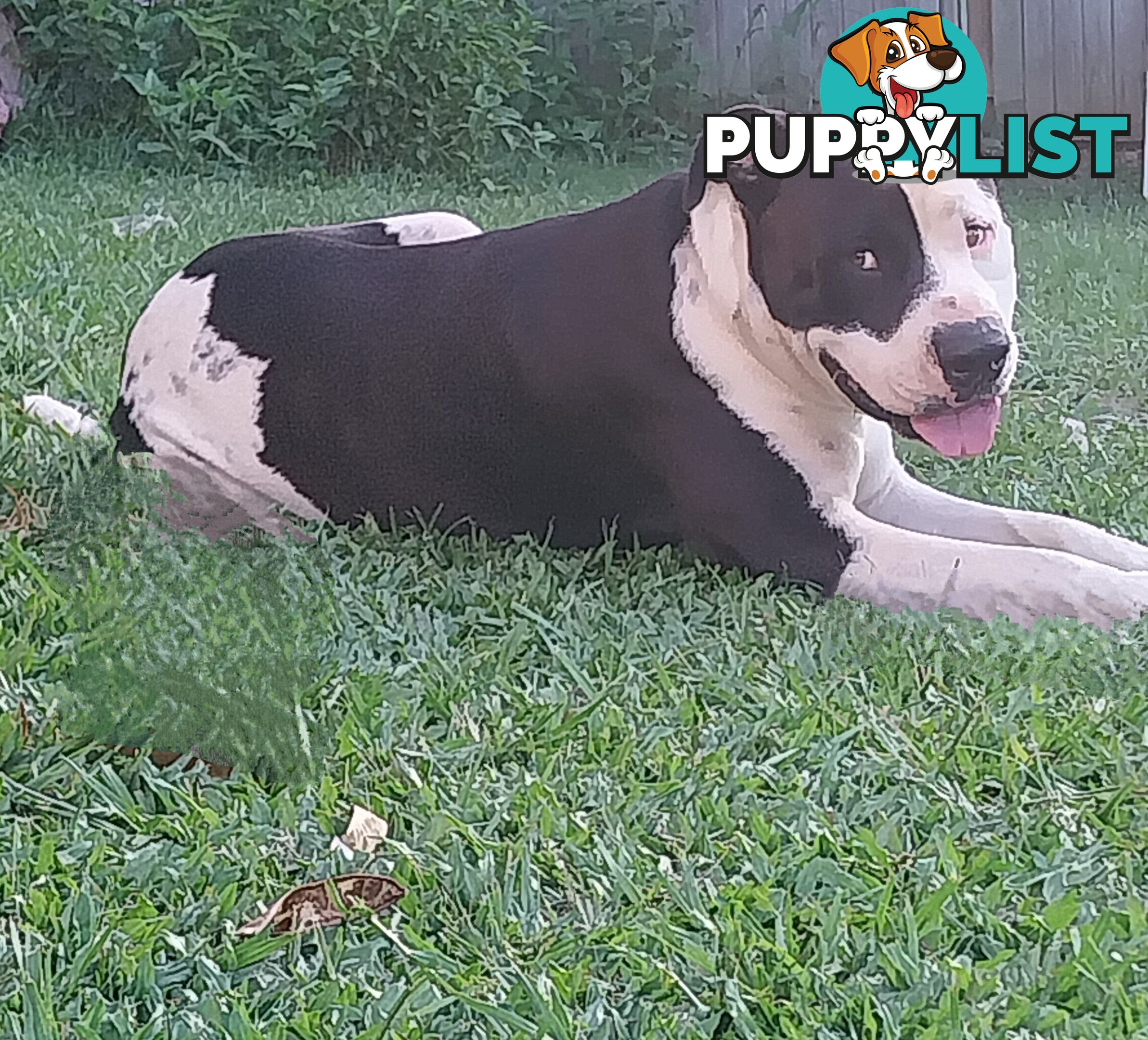 Gorgeous amstaff cross puppies