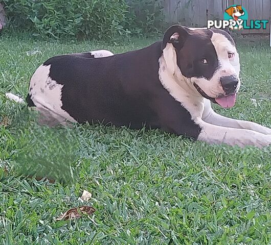 Gorgeous amstaff cross puppies