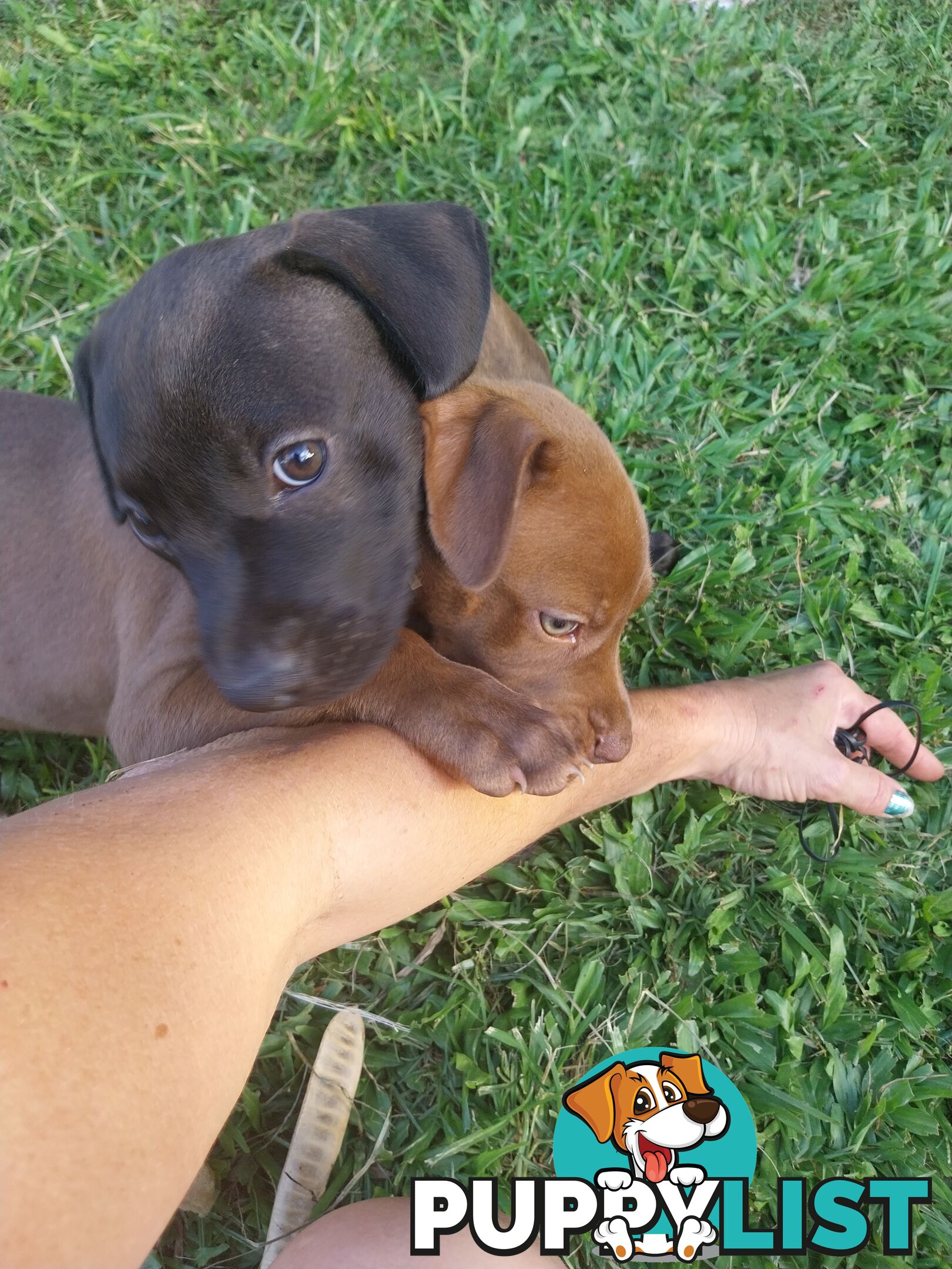 Gorgeous amstaff cross puppies