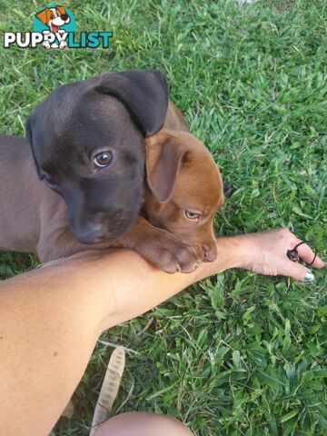 Gorgeous amstaff cross puppies