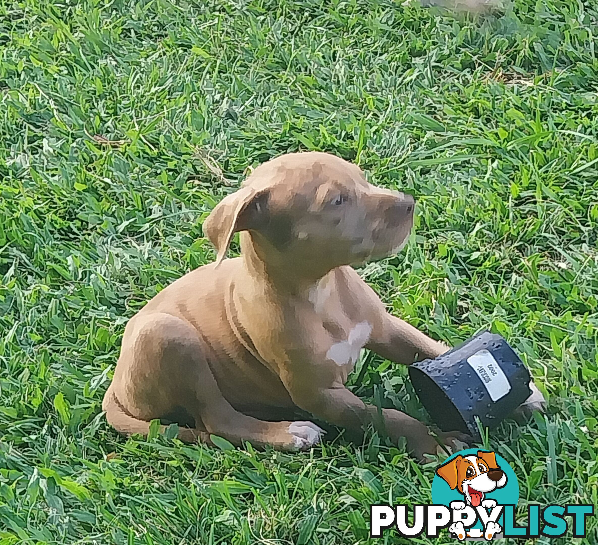 Gorgeous amstaff cross puppies