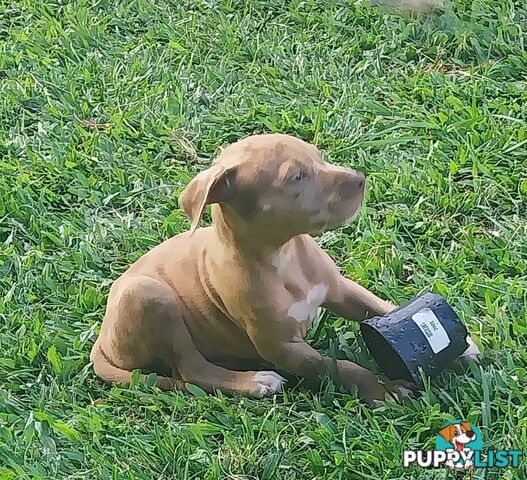 Gorgeous amstaff cross puppies