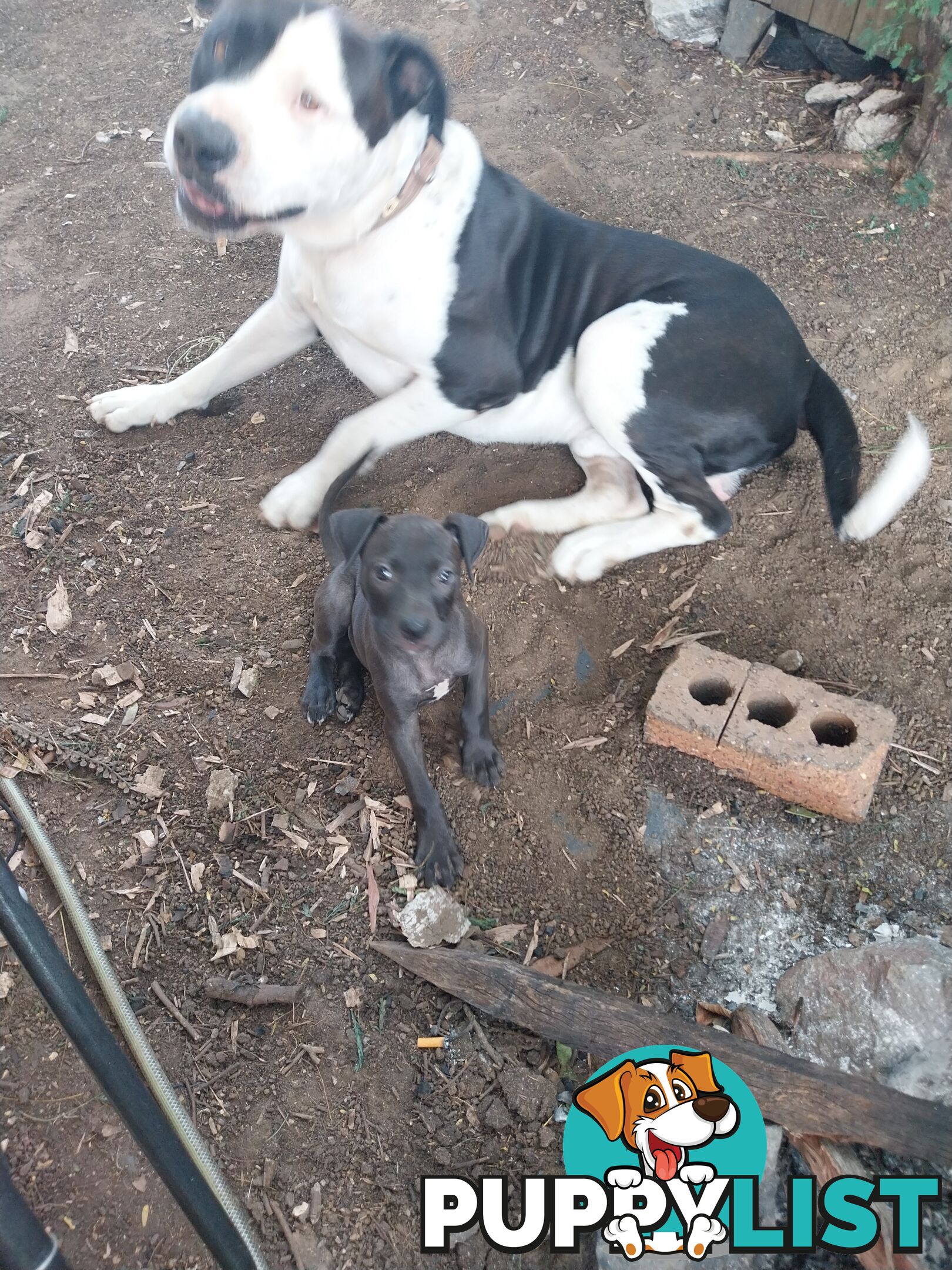 Gorgeous amstaff cross puppies