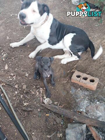 Gorgeous amstaff cross puppies