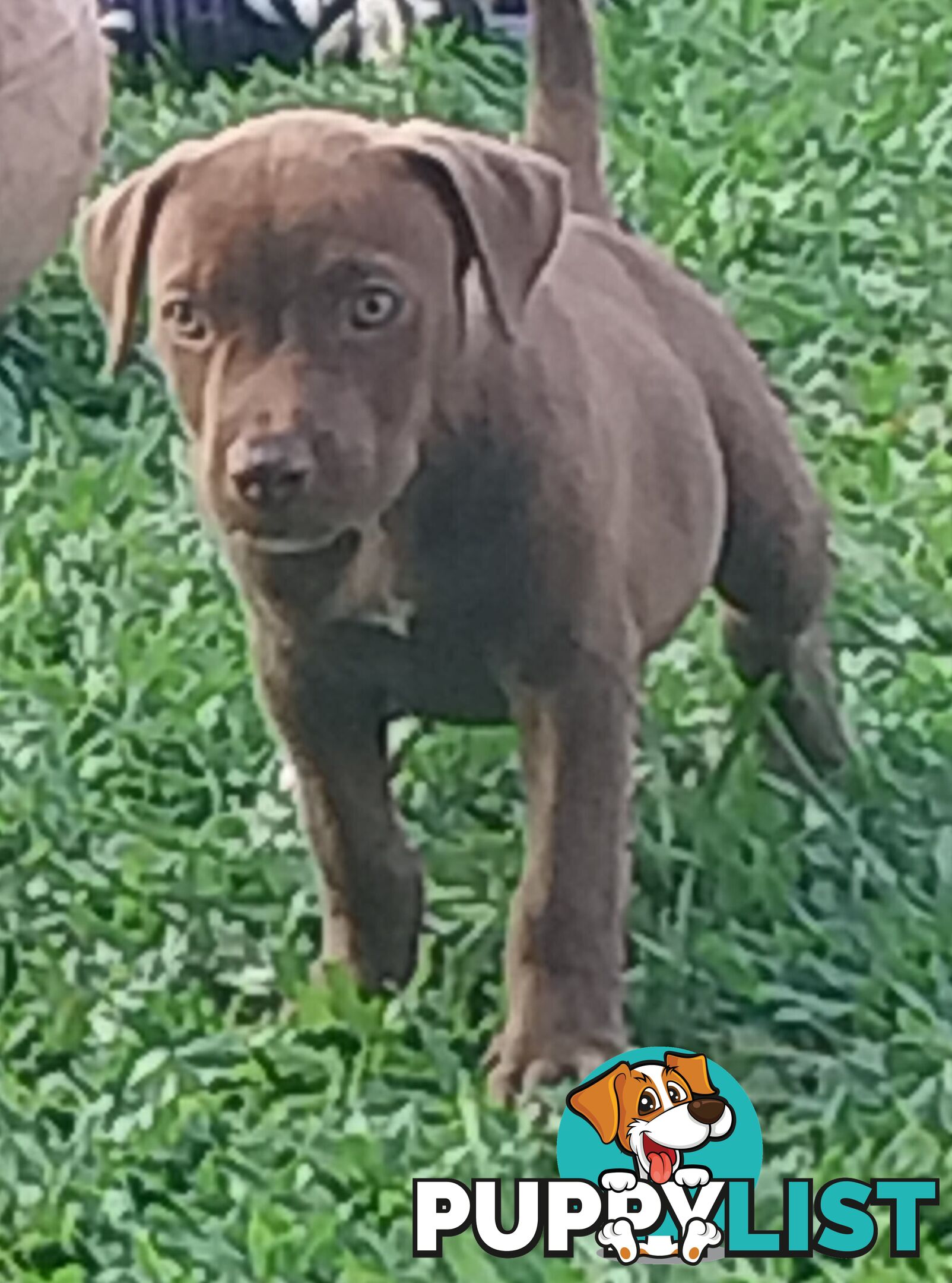 Gorgeous amstaff cross puppies