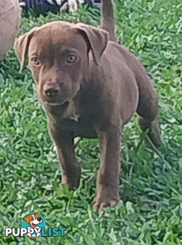 Gorgeous amstaff cross puppies