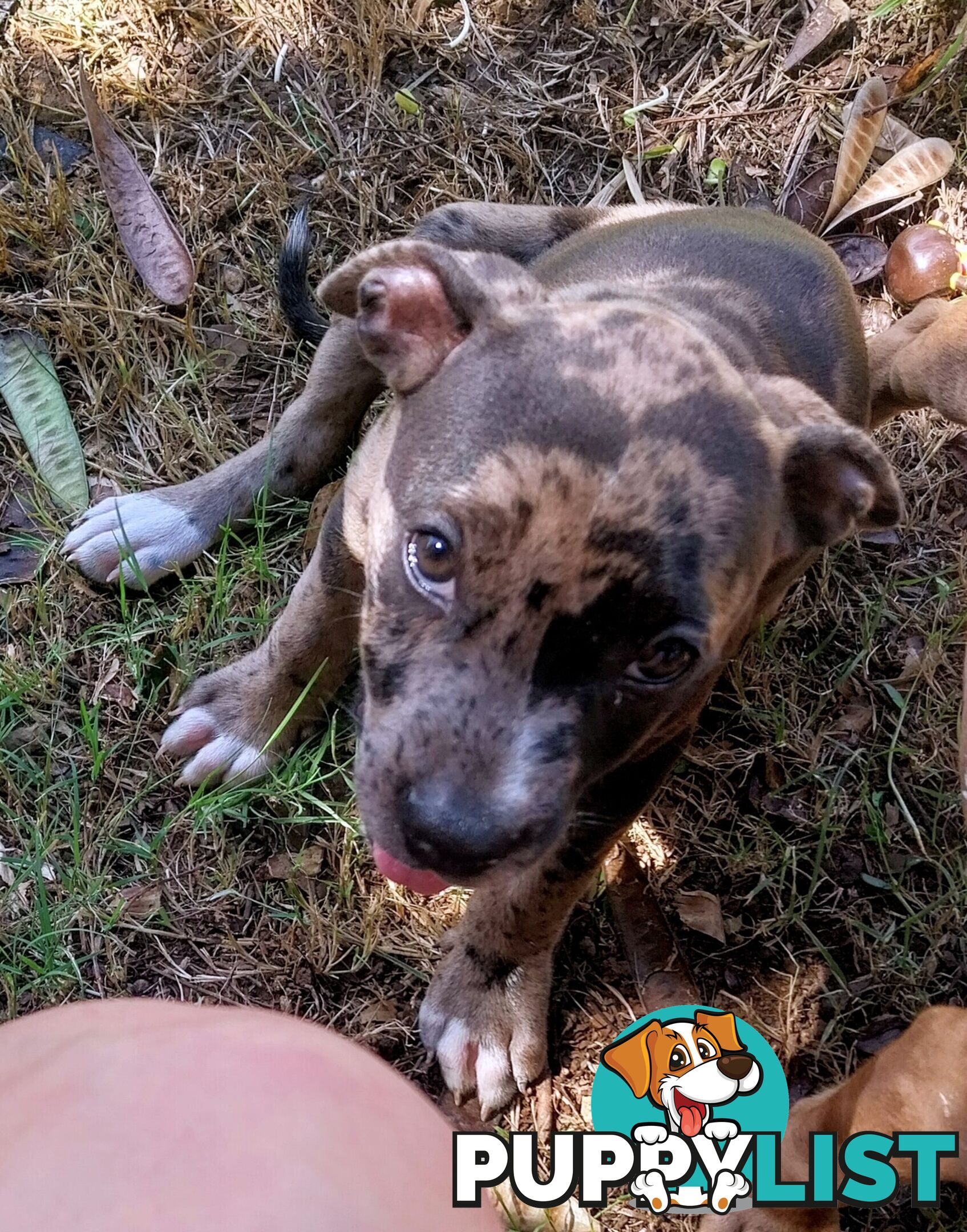 Gorgeous amstaff cross puppies