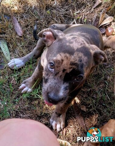 Gorgeous amstaff cross puppies