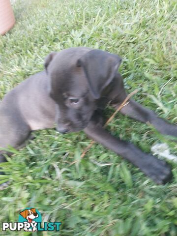 Gorgeous amstaff cross puppies