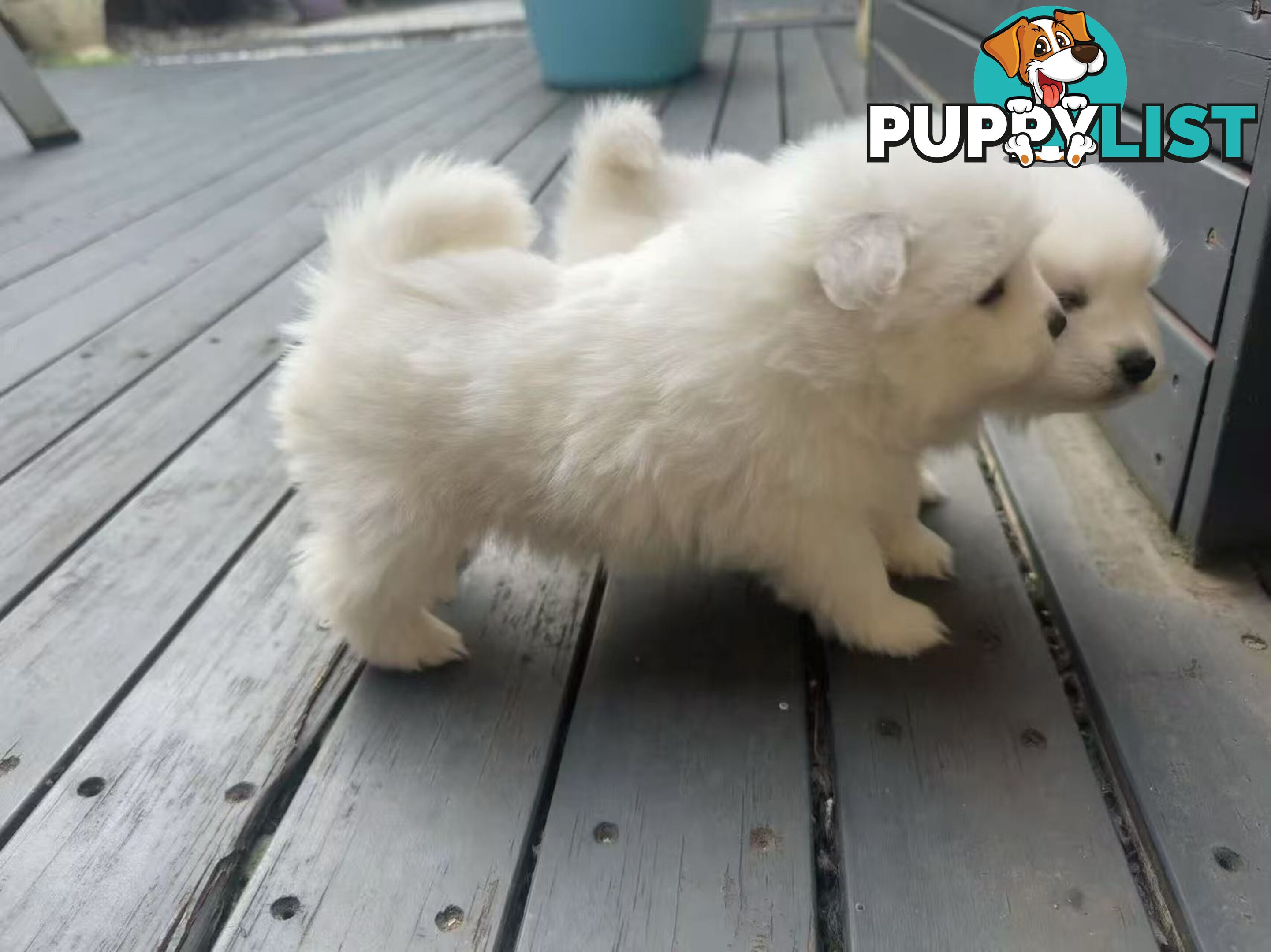 🐾✨ Adorable Japanese Spitz Puppies Looking for Loving Homes! ✨🐾