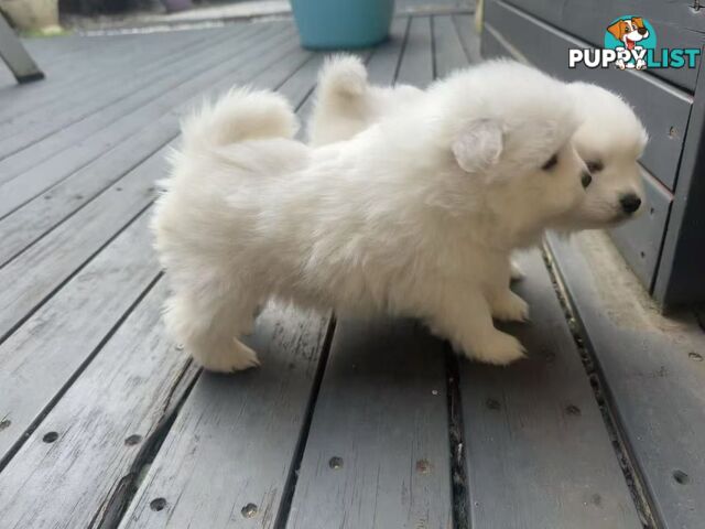 🐾✨ Adorable Japanese Spitz Puppies Looking for Loving Homes! ✨🐾
