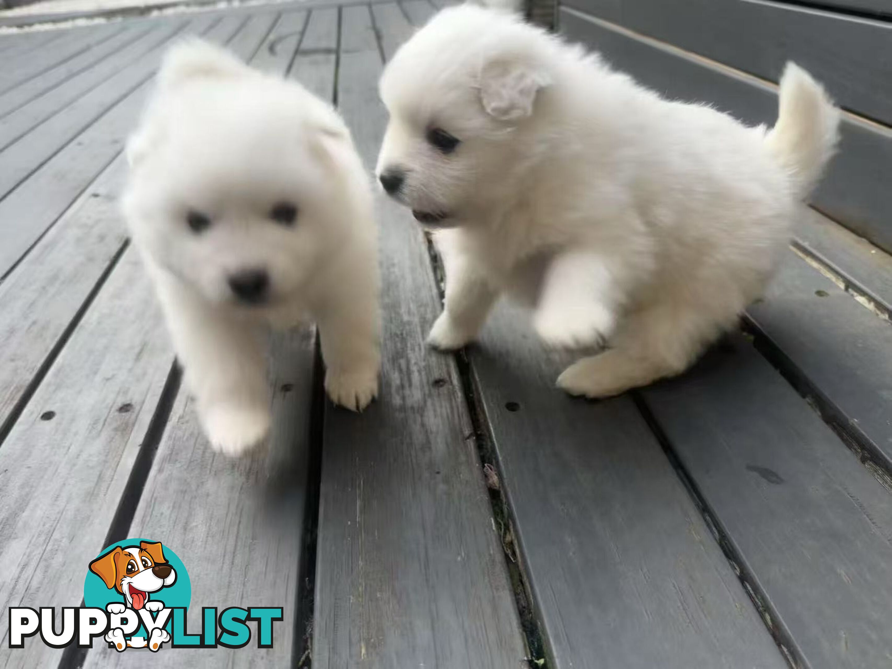 🐾✨ Adorable Japanese Spitz Puppies Looking for Loving Homes! ✨🐾