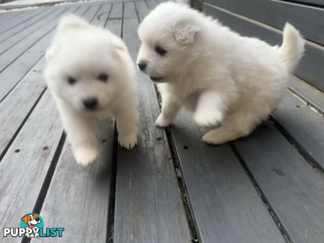 🐾✨ Adorable Japanese Spitz Puppies Looking for Loving Homes! ✨🐾