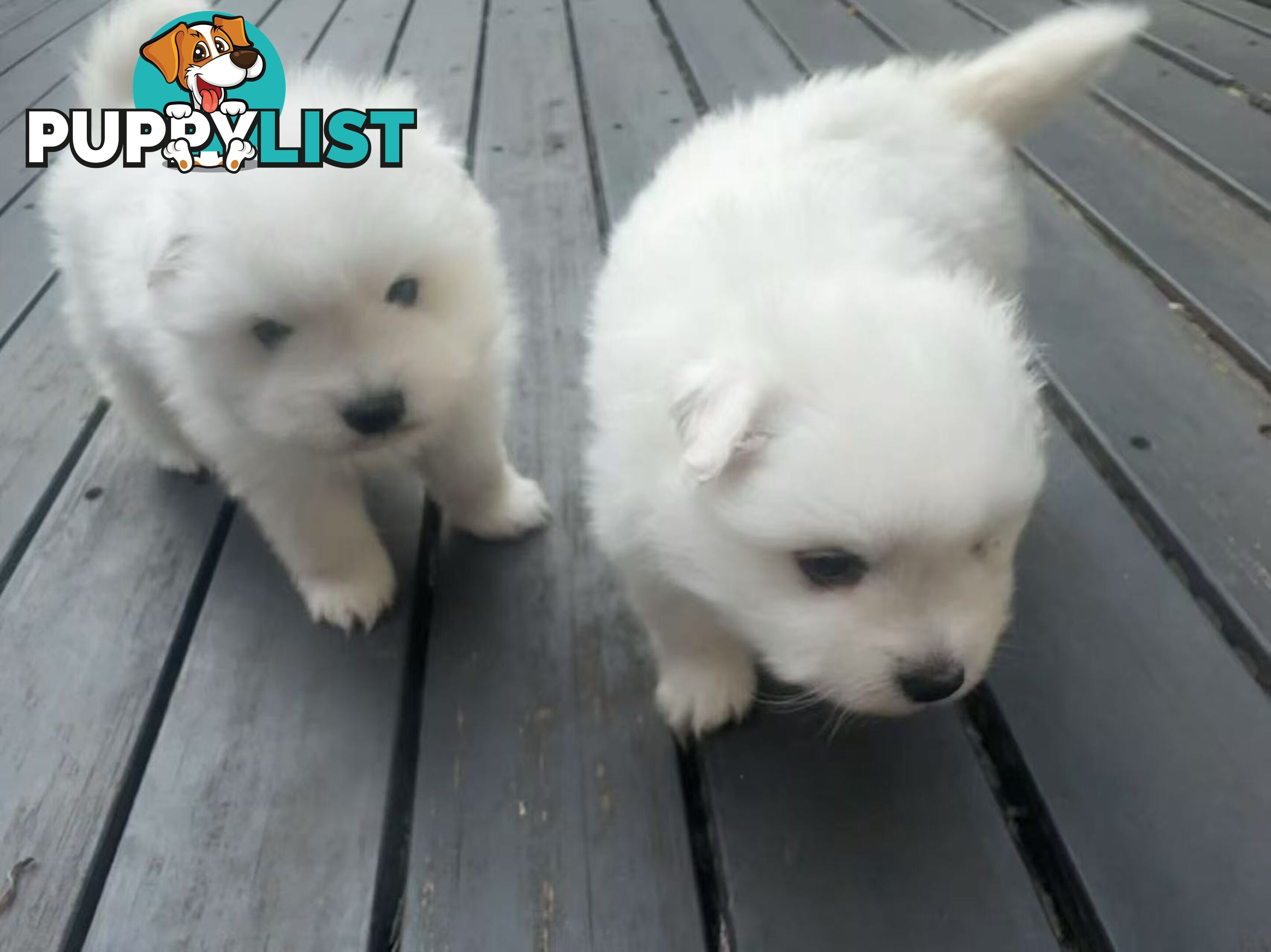 🐾✨ Adorable Japanese Spitz Puppies Looking for Loving Homes! ✨🐾