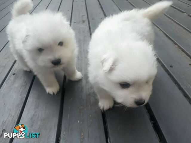 🐾✨ Adorable Japanese Spitz Puppies Looking for Loving Homes! ✨🐾
