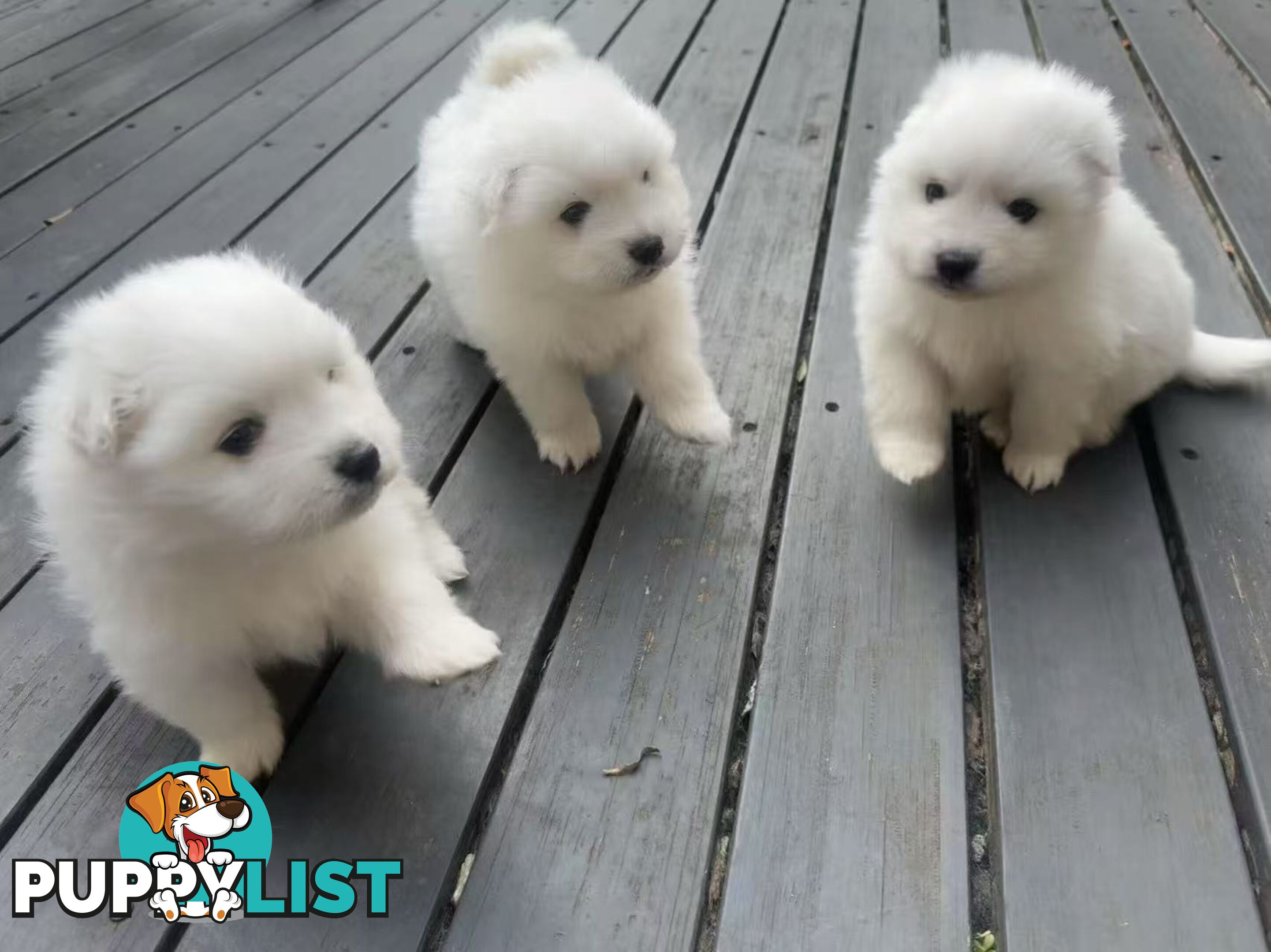 🐾✨ Adorable Japanese Spitz Puppies Looking for Loving Homes! ✨🐾